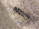 Mellinus arvensis (Field Digger Wasp).jpg